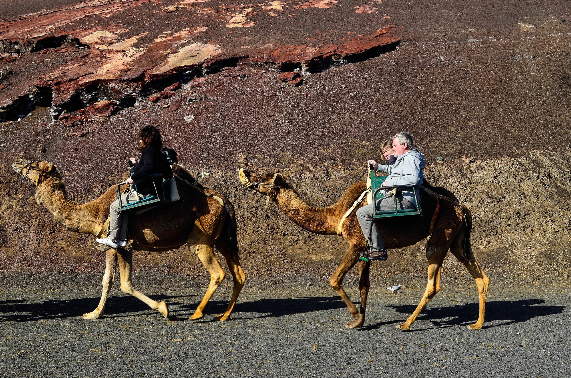 Lanzarote Tipps - Kamel reiten