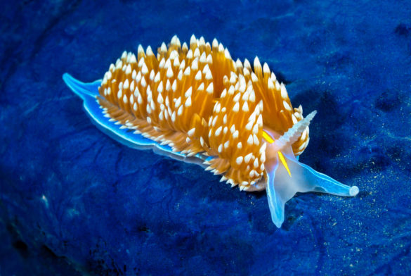Aeolid nudibranch