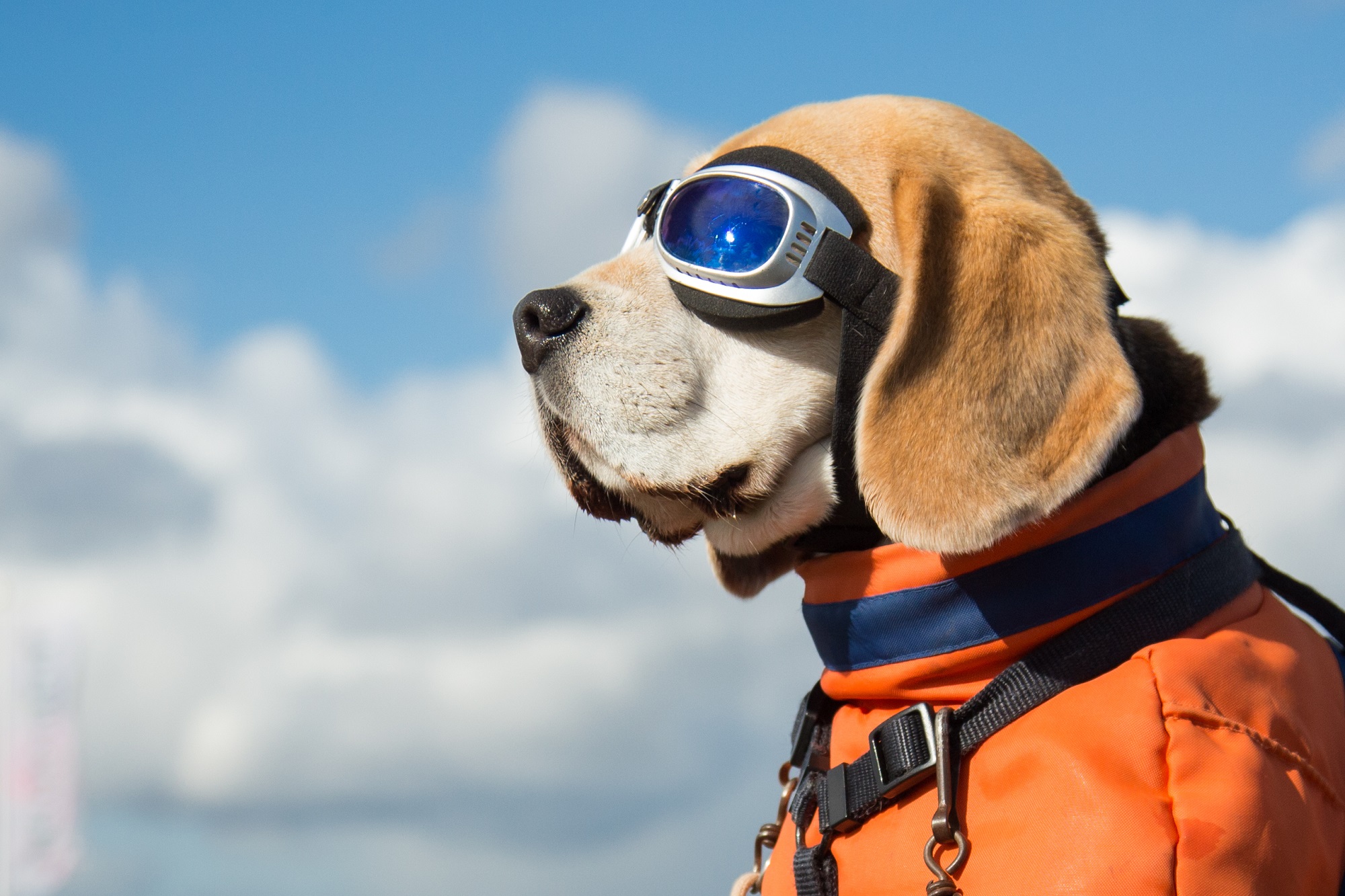 hund frisst fliegen