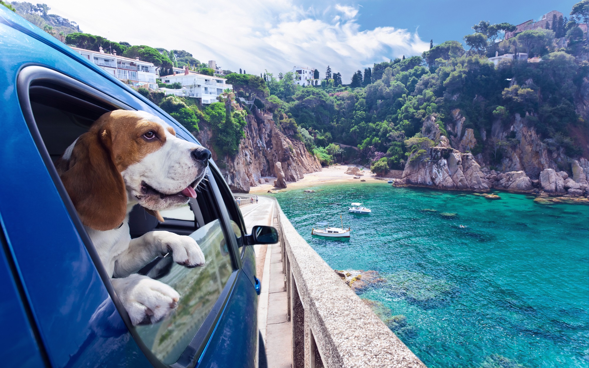 Fliegen mit Hund
