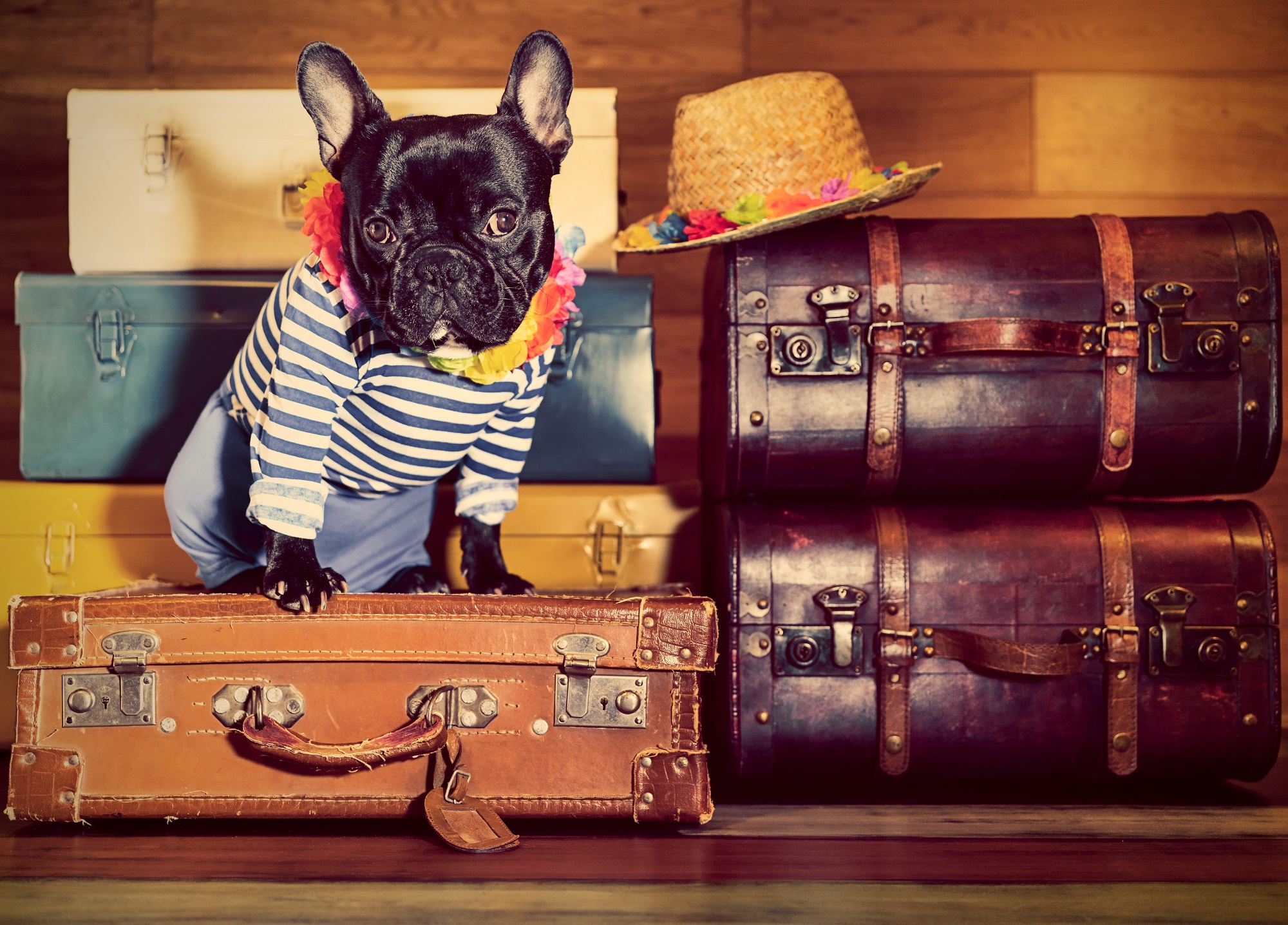 Fliegen mit Hund