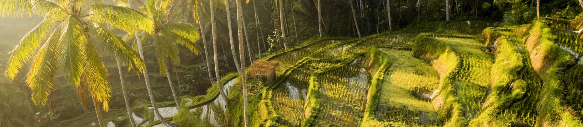 Reisterrassen auf Bali